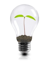 green seedling in light bulb