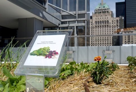 Telus Rooftop Garden