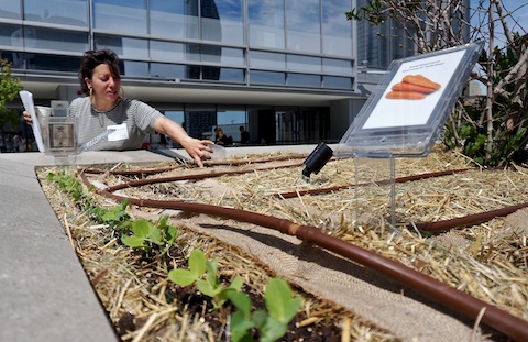 Telus Rooftop Garden